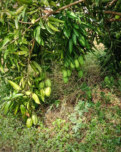 Ark Agro